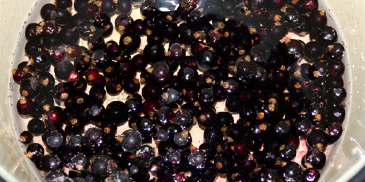 чорна смородина чорна смородина